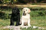 LABRADOR 1325